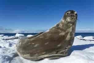 A seal sunning itself
