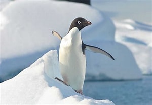 Happy feet