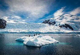 Penguins on an ice drift